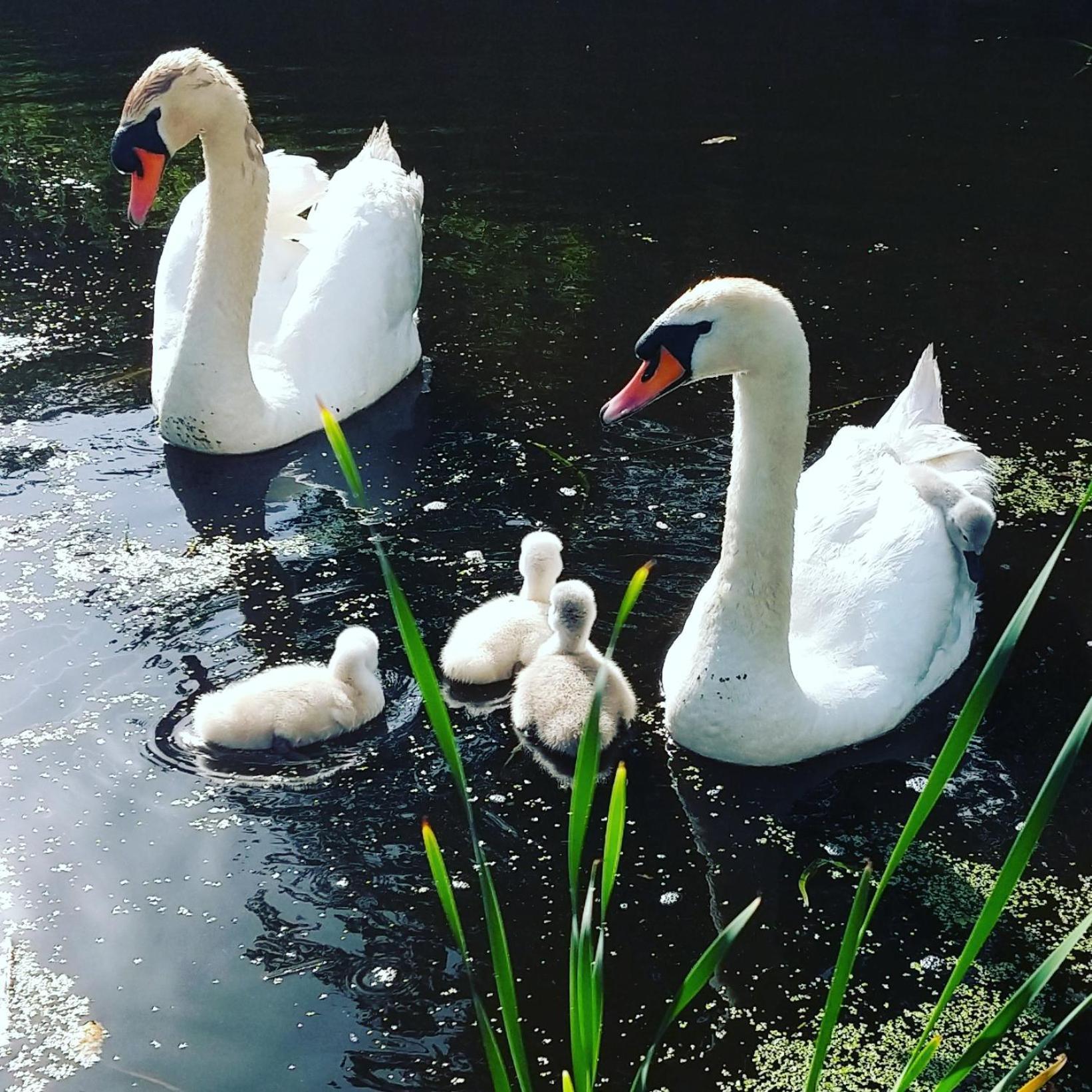 Het Waterhoentje Sint Jansklooster 外观 照片
